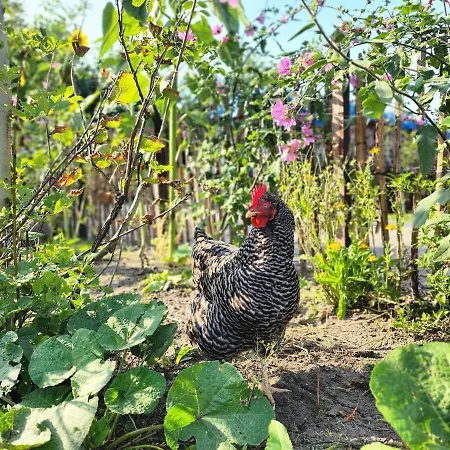 Herdershut 'het Schoehuis', Vlakbij Zee Lägenhet